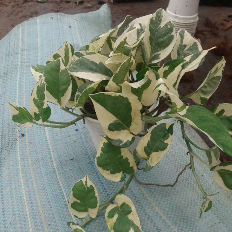 trầu bà sữa chậu trung