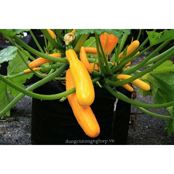 Hạt Giống Bí Ngòi Vàng F1 loại siêu trái dễ trồng năng suất cao chống sâu bệnh