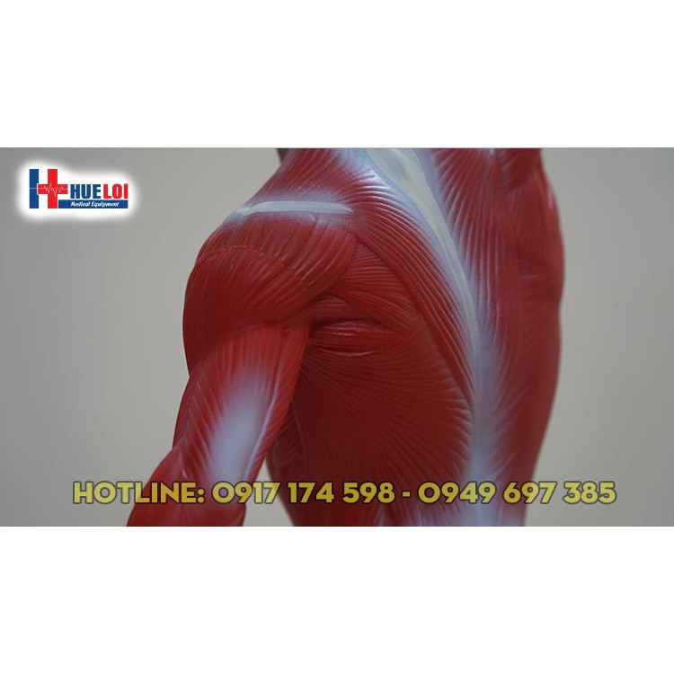 Mô hình giải phẫu tổng hợp lớp cơ nông