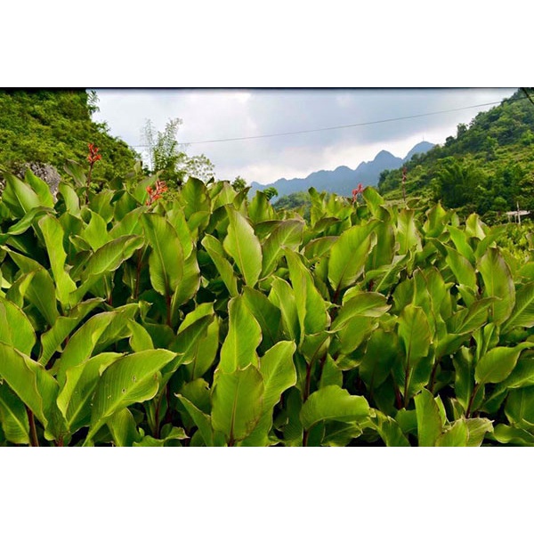 Miến dong Hà Giang