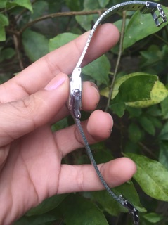 Đồng hồ nữ hiệu citizen Nhật