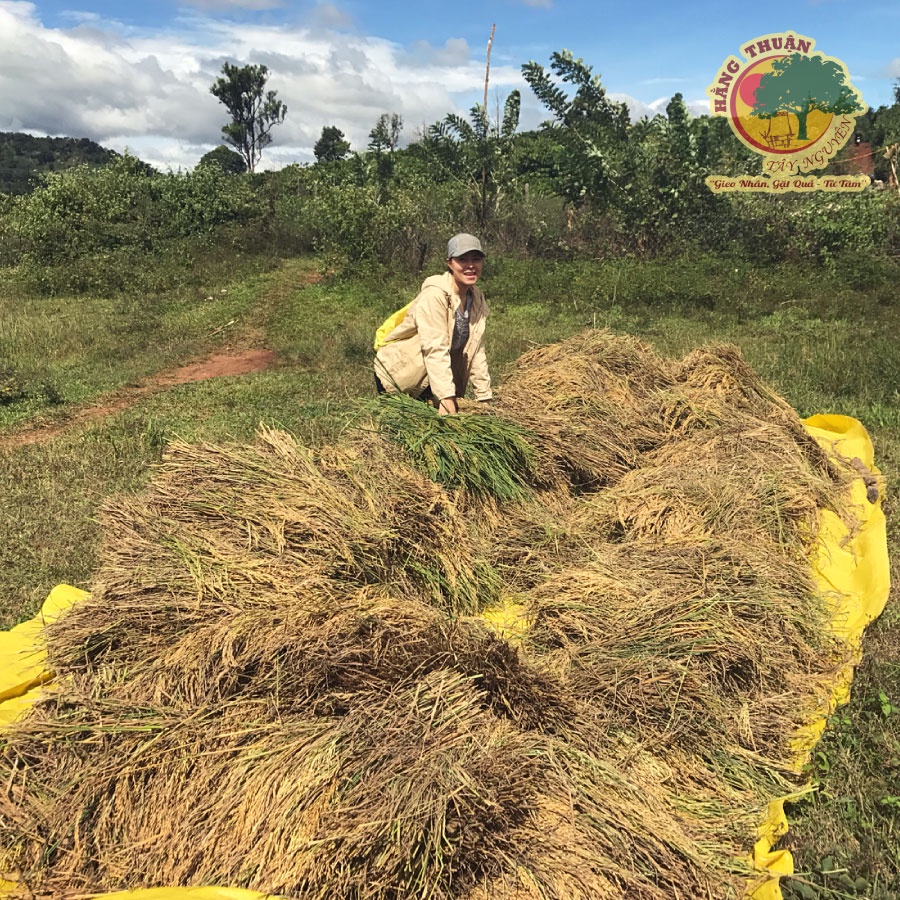 Gạo Lứt Rẫy Rong Biển Hằng Thuận Tây Nguyên