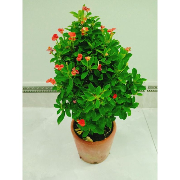 Xương rồng bát tiên mini mua năm tặng một