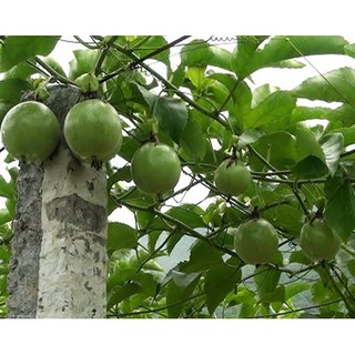 Hạt giống chanh leo cao sản dễ trồng cho năng suất cao