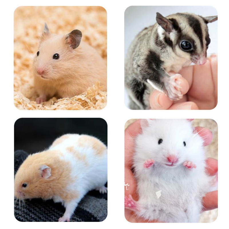 Bồn Tắm Thư Giãn Trong Suốt Cho Chuột Hamster