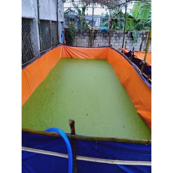 BỂ BẠT NUÔI ỐC, ẾCH,CÁ, LƯƠN MỚI NỞ- BỂ BẠT TẮM ĐỦ Sai