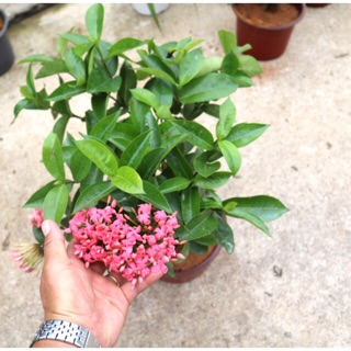 Cây hoa Trang Mỹ màu hồng trồng nơi có nhiều nắng