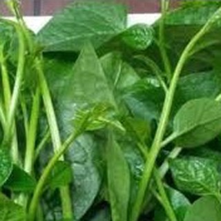 20gram HẠT GIỐNG RAU MỒNG TƠI
