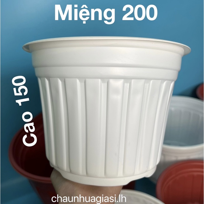 Chậu nhựa mỏng vành cứng trồng cây-Chậu nhựa TTK 150, TTK 180, TTK 200, TTK 230, TTK 260, TTK 280