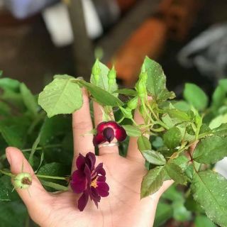 Hoa hồng Midnight Blue