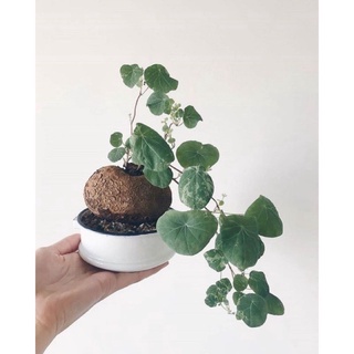 Củ bình vôi Thái