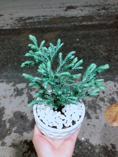 Chậu Cây Tuyết Tùng