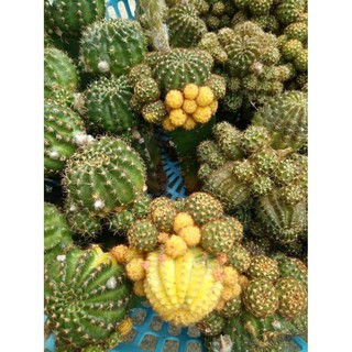 Xương rồng Lobivia
