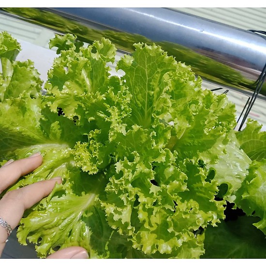 Hạt Giống Xà Lách Minetto No.4 Phú Nông - 1g