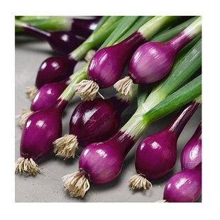 Hạt giống Hành Lá Cao Sản Gốc Tím - 2.5gr
