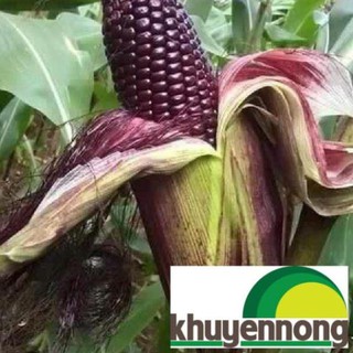 Hạt giống ngô tím 30 hạt