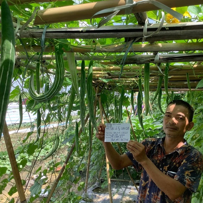 Hạt giống Lặc Lè Thái F1 Siêu Quả VA.03