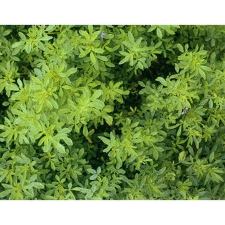 HẠT GIỐNG CỎ ALFALFA - 100gr