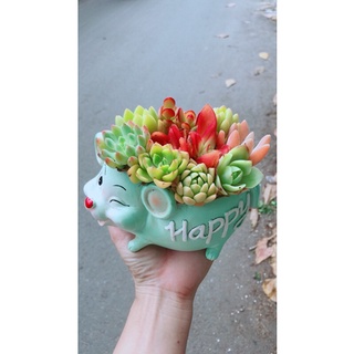 Chậu Cây Sen Đá Tiểu Cảnh