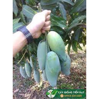 Cây giống xoài Thái Lan