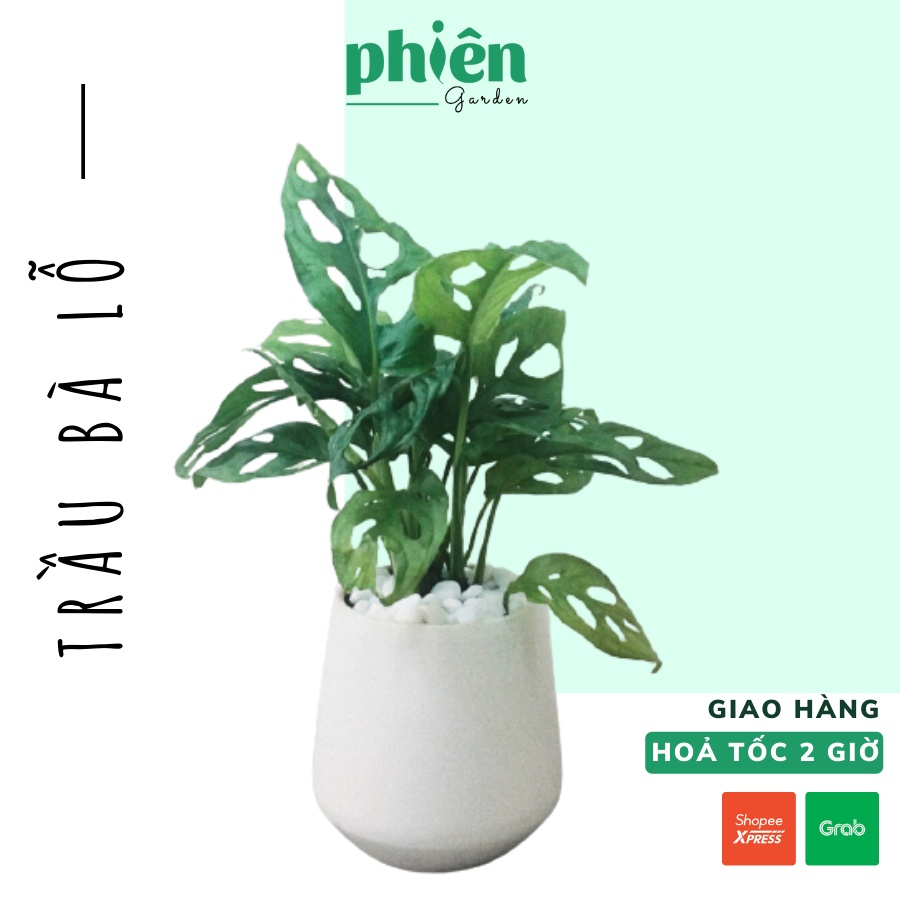 [Mã LIFE20KALL giảm 10% đơn 50K] Cây Trầu Bà Lỗ Monstera adansonii để bàn kèm Chậu gốm tráng men