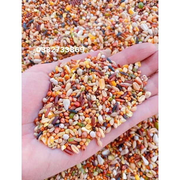 Ngũ Cốc 20 loại hạt đặt biệt cho Chim Cu Gáy