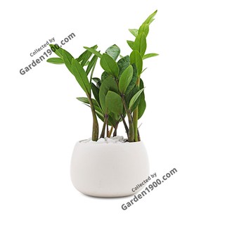 Cây kim tiền size mini để bàn văn phòng