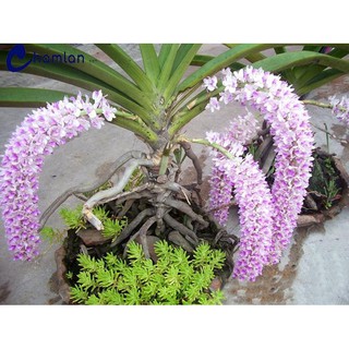 1 BÓ lan giáng hương đuôi chồn tím rừng lào- CÂY GIỐNG LAN RỪNG