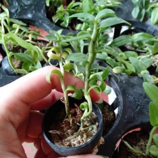 Hoa phong lan phi điệp trắng thái cây giống