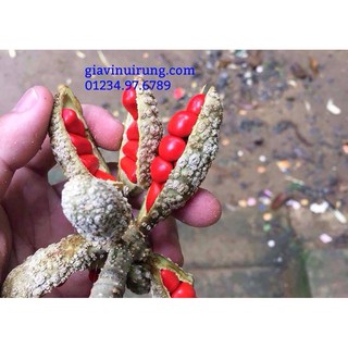 100 hạt dổi rừng
