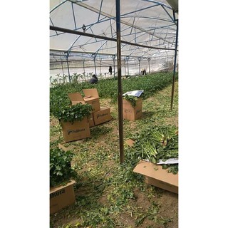 Bột cần tây nguyên chất isito