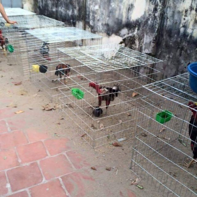 Lồng vuông nuôi gà không khay