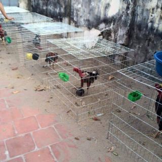 Lồng vuông nuôi gà không khay