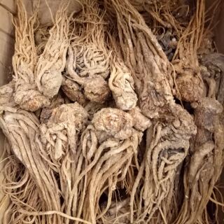 [FREESHIP 99K TOÀN QUỐC Đương quy 100g