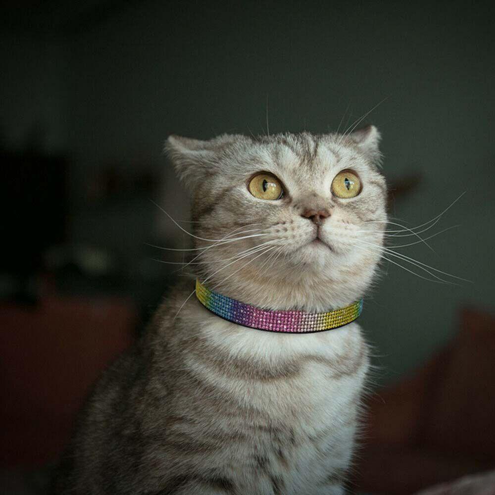 Vòng Cổ NICKOLAS Cho Thú Cưng|Dây Dắt Thú Cưng Chihuahua Nhiều Màu