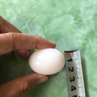 Trứng giả đặc ruột ( nhỏ bằng trứng bồ câu)