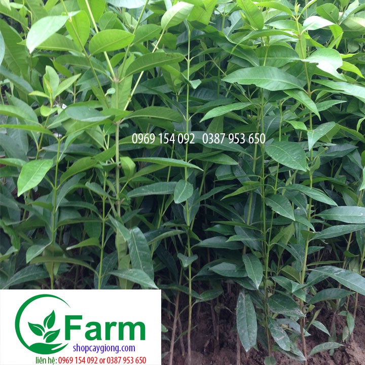 Combo 02 cây vối nếp