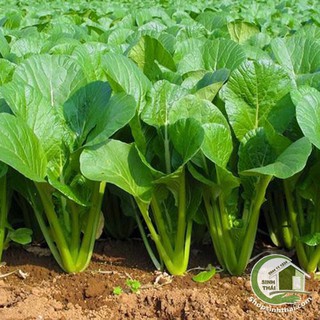 Hạt giống rau cải ngọt