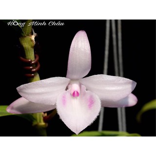 Lan phi điệp 🎁mua 3 tặng 1🎁 hồng minh châu