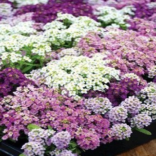 Hạt giống hoa ngàn sao mix 100 hạt - Kèm 3 viên nén ươm kích thích ươm hạt - HGT1