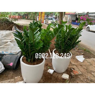 CÂY KIM TIỀN- CÂY KIM PHÁT TÀI ĐỂ GÓC CHẬU NHỰA