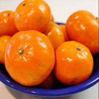 CÂY GIỐNG QUÝT THÁI KHÔNG HẠT