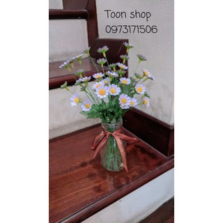 Cúc tana cắt sẵn 50 bông.