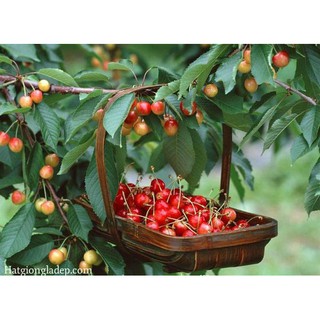 Hạt Giống Cây Anh Đào ( Cherry )