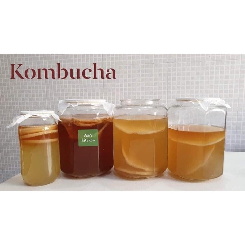 [HÀNG BẢO HÀNH] Con giống Scoby làm trà Kombucha - To, khỏe kèm nước mồi