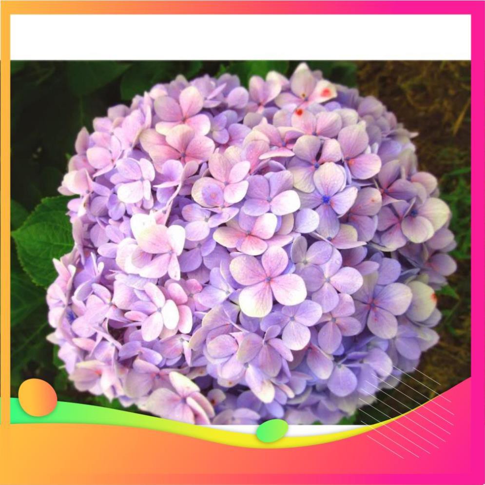 Gói 5 hạt giống hoa cẩm tú cầu nhiều màu UY TÍN, GIÁ RẺ, CHẤT LƯỢNG BÀ CON AN TÂM ƯƠM MẦM