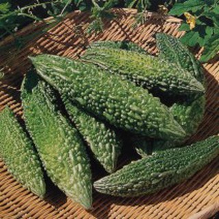 Hạt giống khổ qua trái xanh