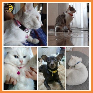 Vòng đeo cổ phát sáng cho thú cưng