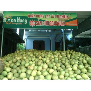 Cây giống bưởi đoan hùng
