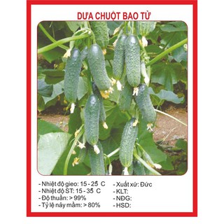 Hạt giống dưa chuột bao tử - 1 gói 10 - hạt tặng kèm 3 viên nén ươm hạt - DC